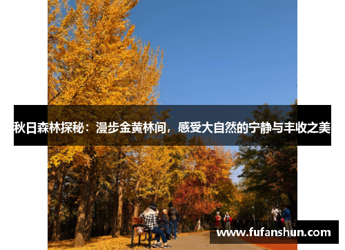 秋日森林探秘：漫步金黄林间，感受大自然的宁静与丰收之美